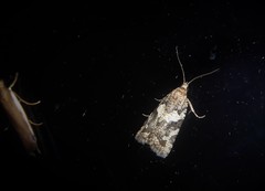 Harmologa