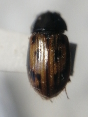 Chilothorax melanostictus