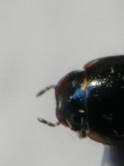 Chilothorax melanostictus