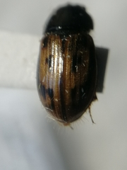 Chilothorax melanostictus