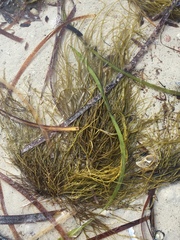 Cymodoceaceae