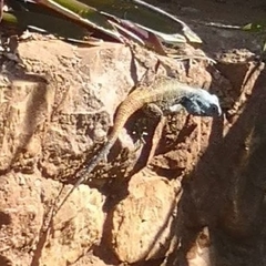 Acanthocercus atricollis