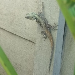 Acanthocercus atricollis