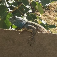 Acanthocercus atricollis