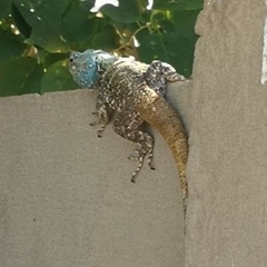 Acanthocercus atricollis