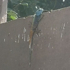 Acanthocercus atricollis