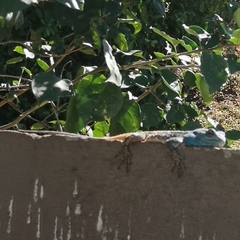 Acanthocercus atricollis