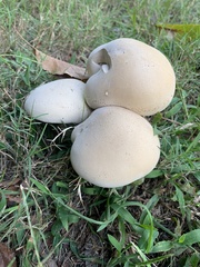 Macrocybe titans