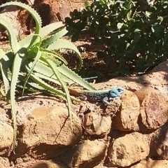 Acanthocercus atricollis