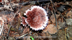Thelephora caryophyllea