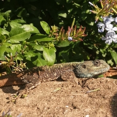 Acanthocercus atricollis