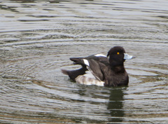 Aythya fuligula