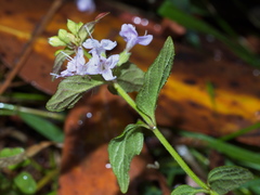 Mentha diemenica
