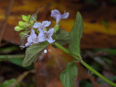 Mentha diemenica