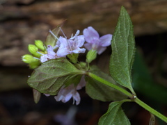 Mentha diemenica
