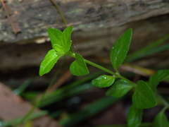 Mentha diemenica