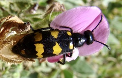 Hycleus polymorphus