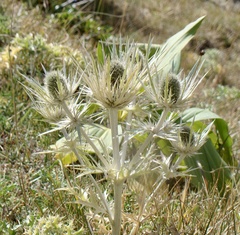 Eryngium spinalba