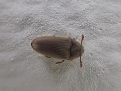 Throscidae
