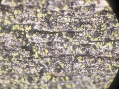 Calicium pinicola