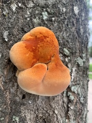 Inonotus quercustris