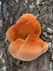 Inonotus quercustris