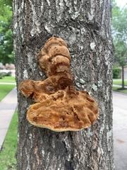 Inonotus quercustris