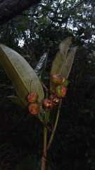 Sarcolaenaceae