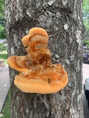 Inonotus quercustris