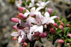 Philotheca buxifolia