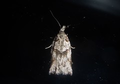 Harmologa amplexana