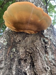 Inonotus quercustris