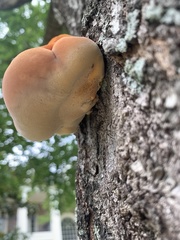 Inonotus quercustris