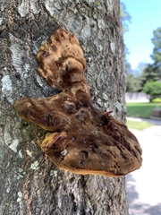 Inonotus quercustris