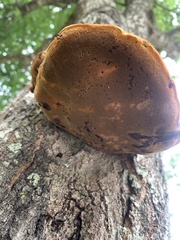 Inonotus quercustris