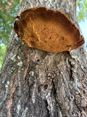 Inonotus quercustris