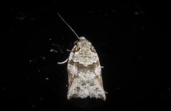 Harmologa amplexana