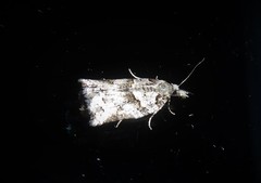 Harmologa amplexana
