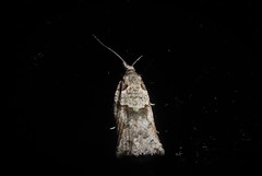 Harmologa amplexana