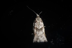 Harmologa amplexana