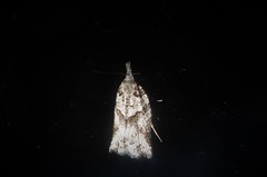 Harmologa amplexana