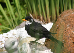 Turdus merula