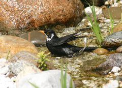 Turdus merula