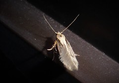 Stathmopoda plumbiflua