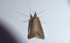 Eudonia octophora