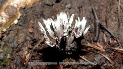 Thelephora multipartita