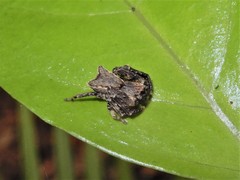 Sidymella angularis