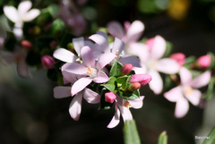 Philotheca buxifolia