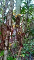 Colea floribunda