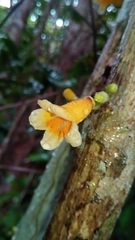 Colea floribunda